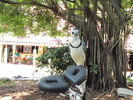 Spiderflex in Panama - Spiderflex - Bicycle Seat - California - Florida