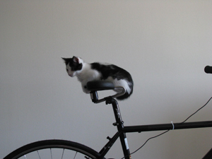 Cat on Spiderflex Bike Saddle